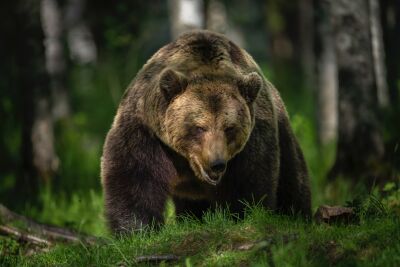 Impressive brown bear