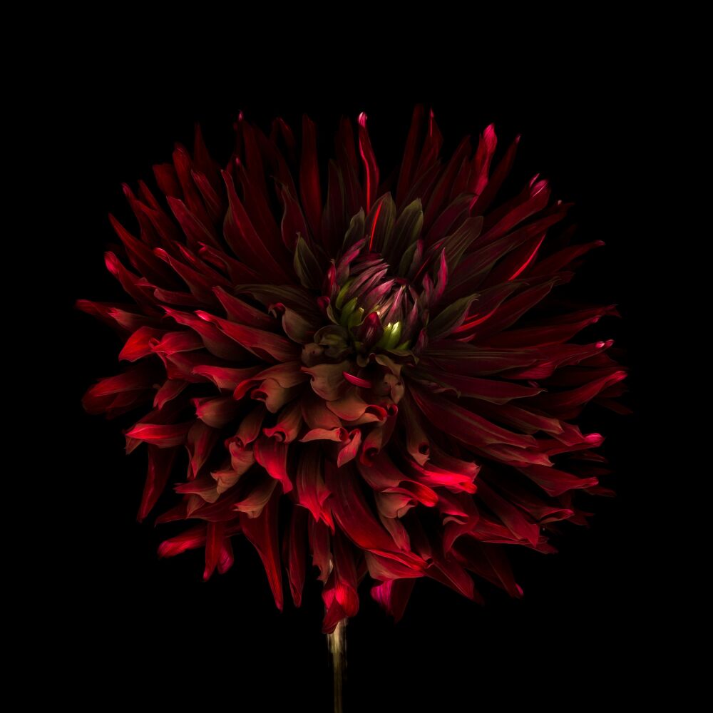 Dahlia  Black Jack bloem op een zwarte achtergrond