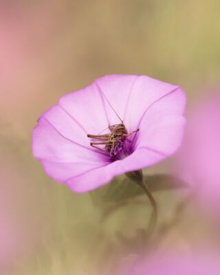 Een Sprinkhaan op een Roze Bloem