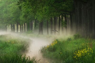 De Nederlandse bossen - Overijssel