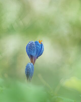 Blauwe Krokus in het Groen: Een Moment van Vroeg Voorjaar