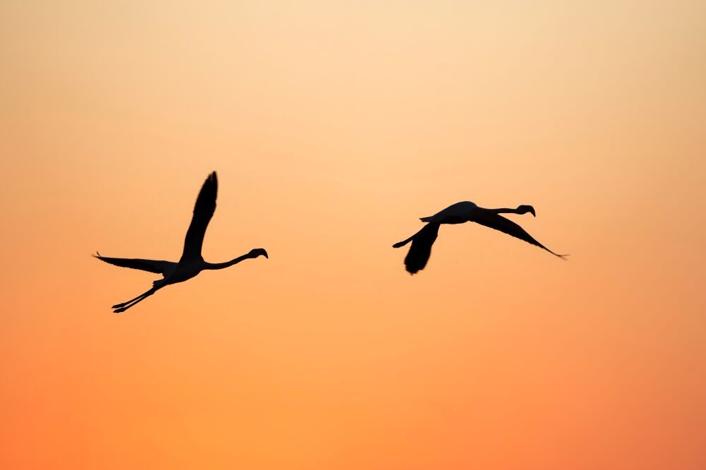 Flug in der Dämmerung Silhouetten von Flamingos vor feurigem Orange