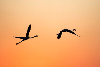 Flight at Twilight Silhouette of Flamingos against a Fiery Orange