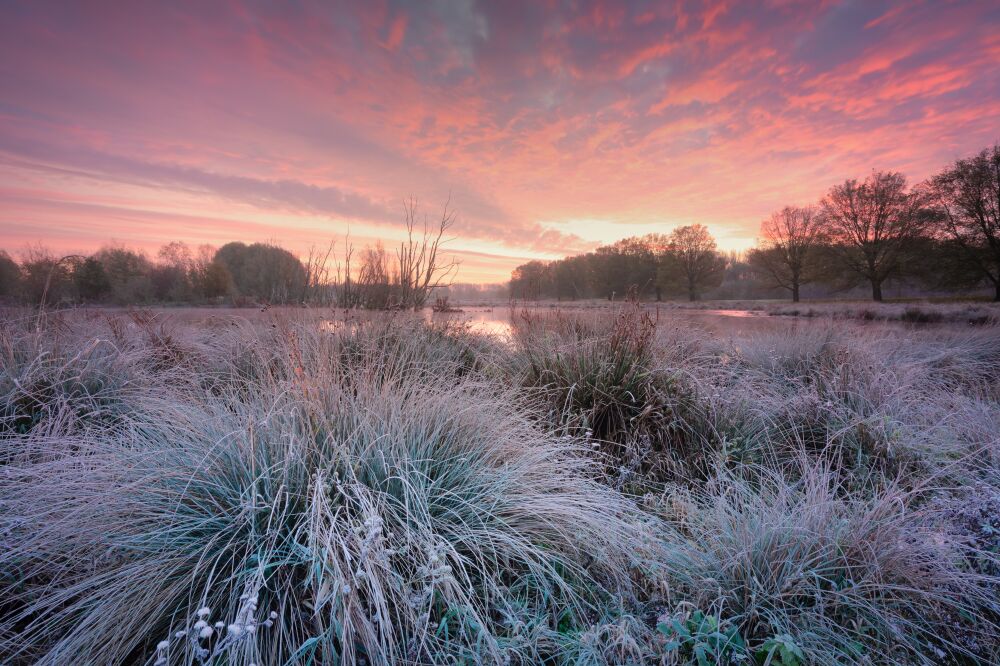 Bevroren gras in de ochtendgloed