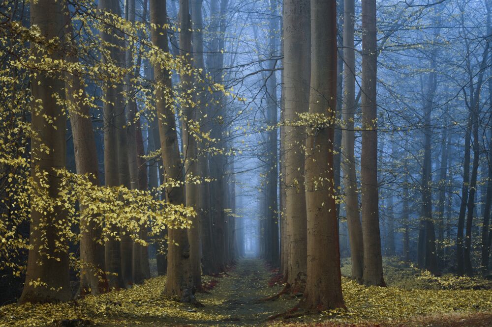 De Nederlandse bossen - Gelderland