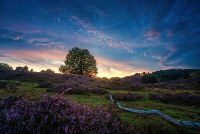 De Nederlandse bossen - Posbank