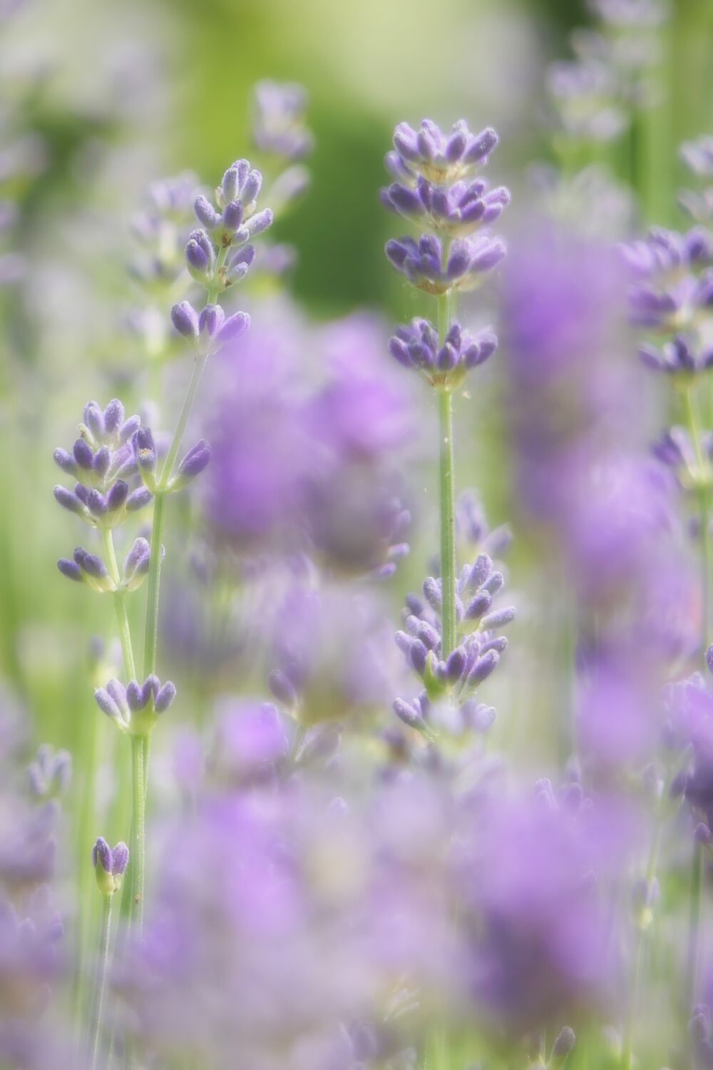 Lavendel