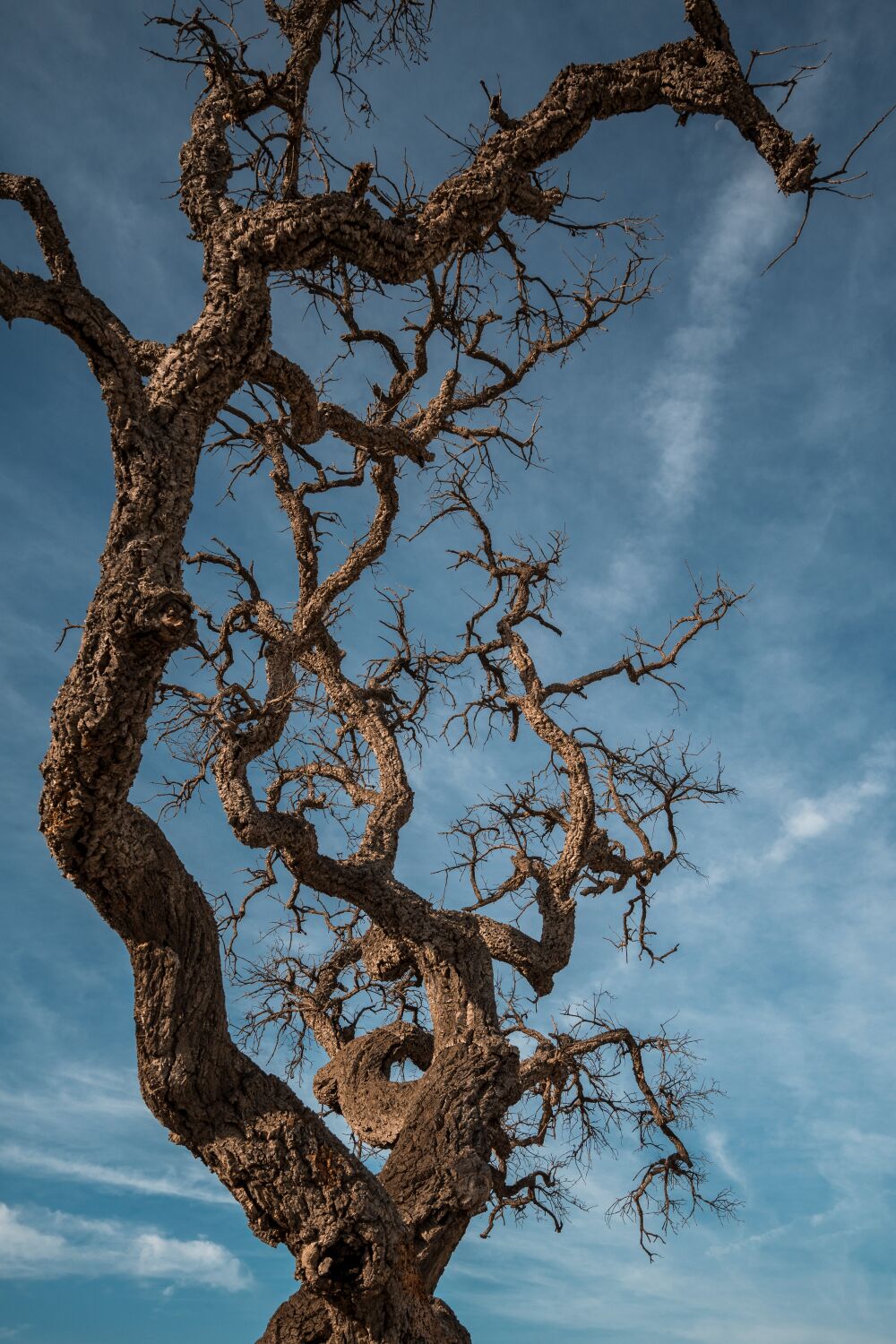 Der Tanz der Kahlen Äste Ein Baum vor einem Kontrastvollen Blauen Himmel