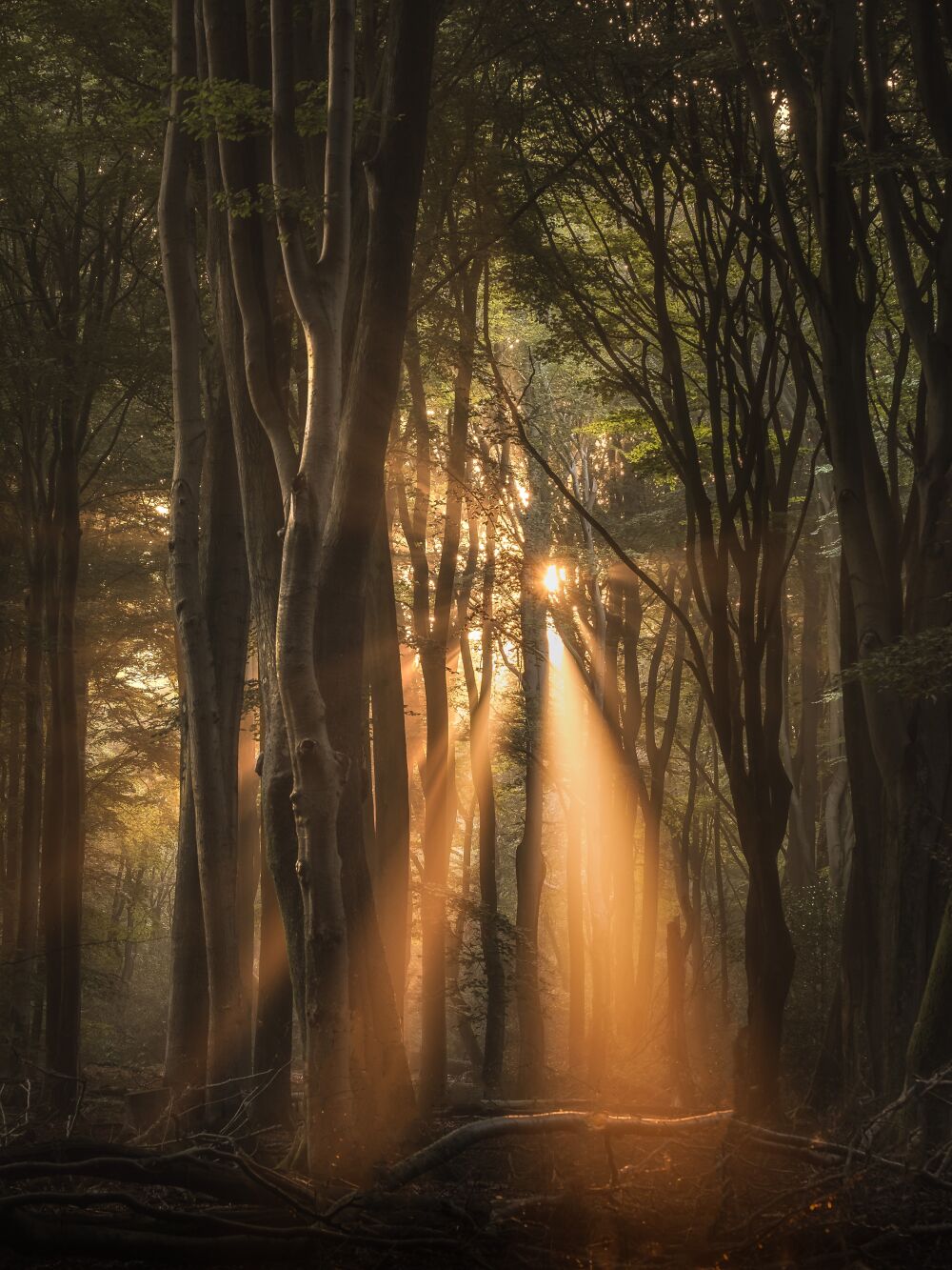 zonneharpen in het speulderbos