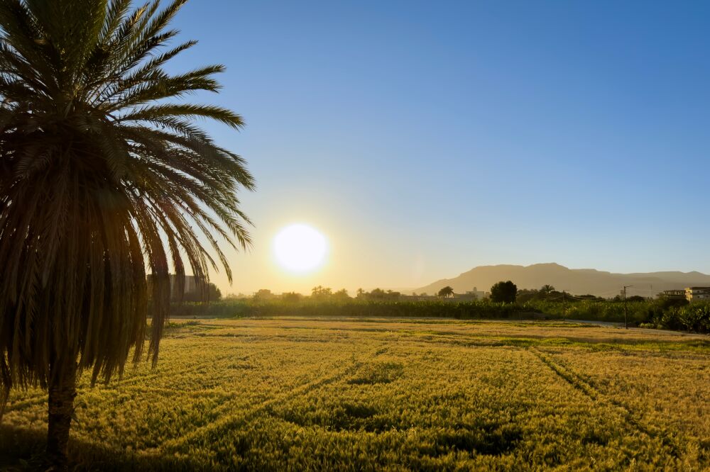 Sunset with palm tree