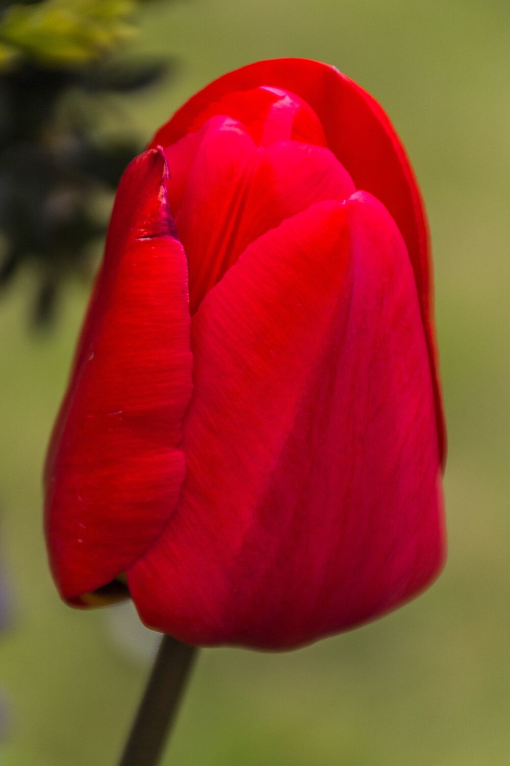 Gesloten tulp