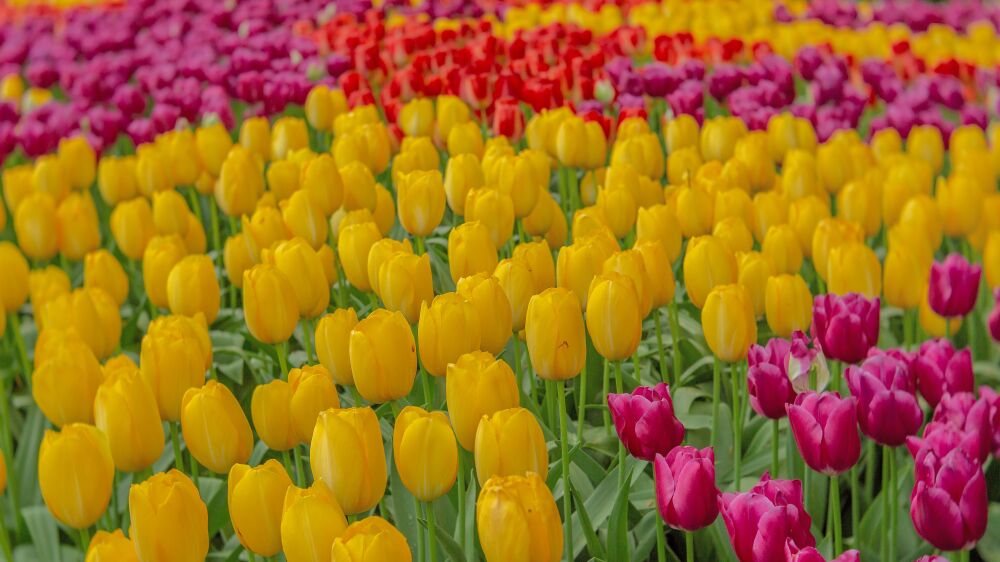 Tulpenveld met diverse kleuren