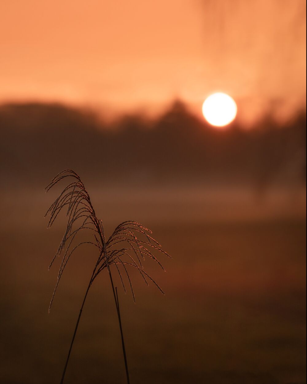 Twee rietpluimen bij gouden zonsondergang