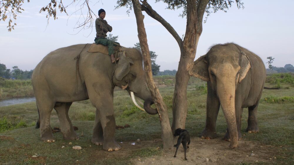 Elephants with mahout