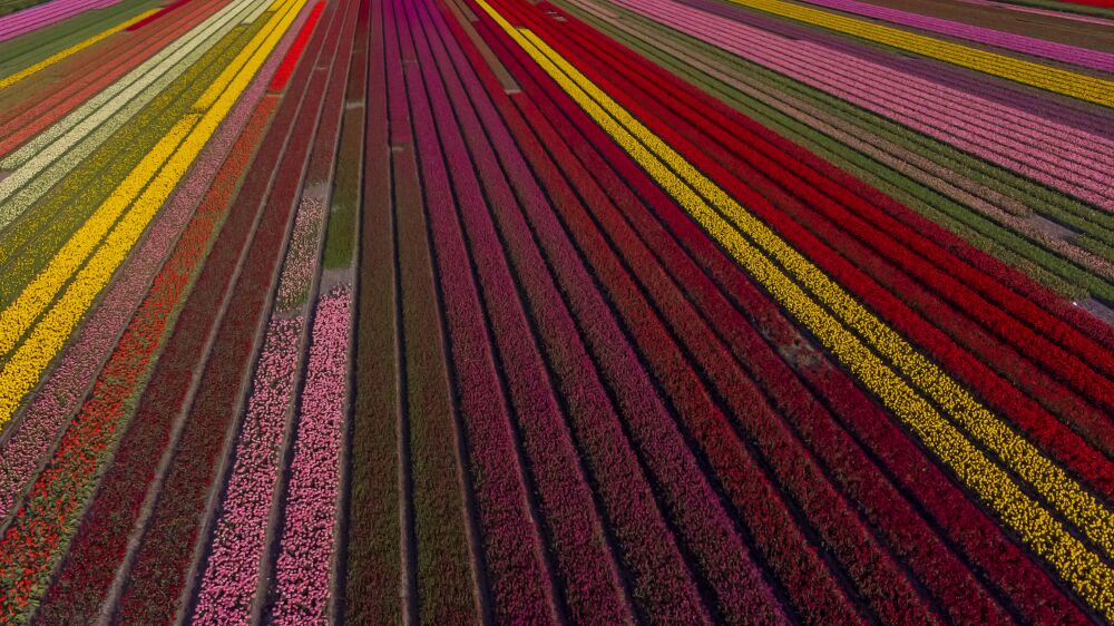 Tulpenveld vanuit de lucht