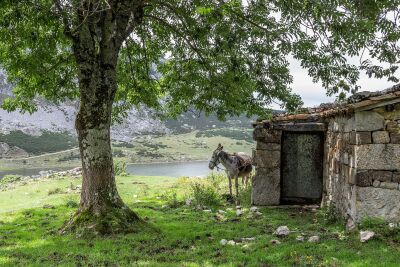 Ezel aan de Lagos de Covadonga