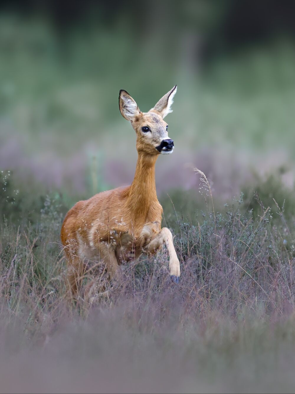 Wildlife_PG Jumping deer