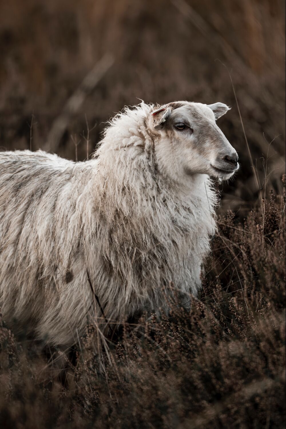 Rustic Portrait of a Serene Sheep