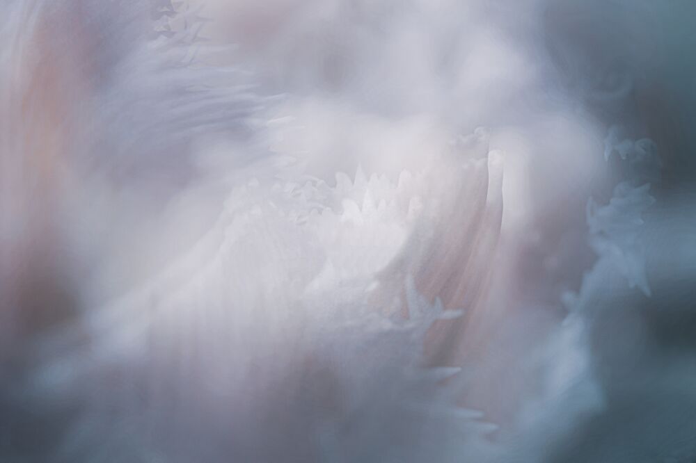 Dreamy flower - close-up of a tulip