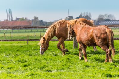 Paarden in het landschap