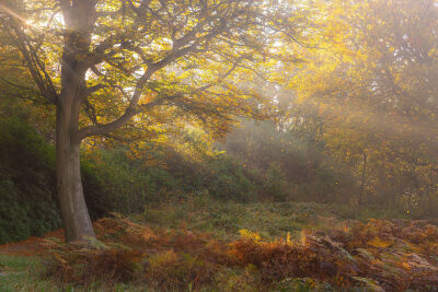 Zonnestralen in het bos