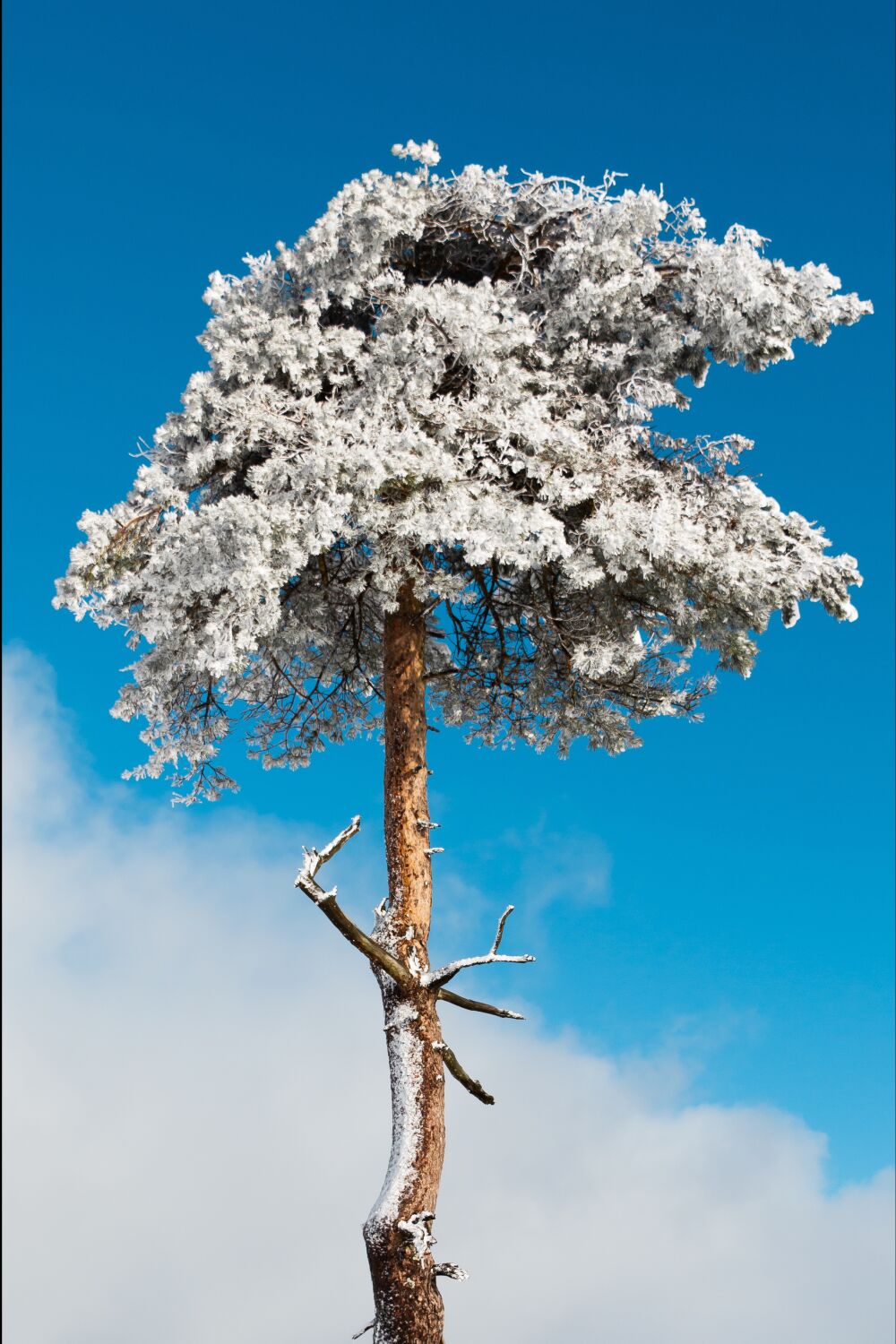 Frosty Winter Tree