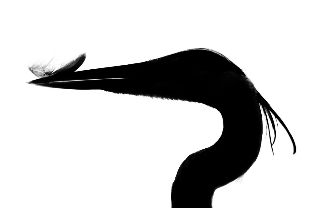 Reiger silhouette close up