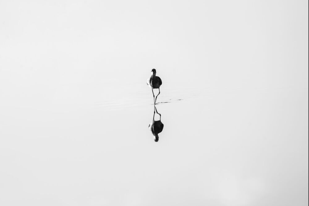 Minimalistische Vogelreflexion im stillen Wasser