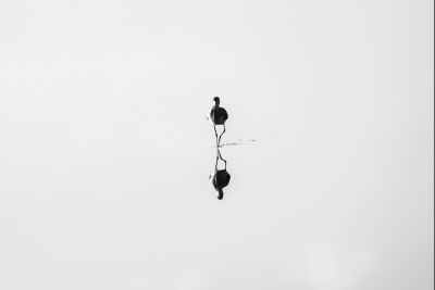 Minimalist Bird Reflection in Still Water