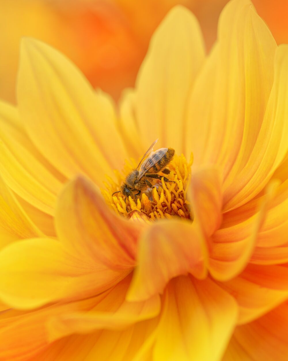 Zoete Oase: Een Bij in de Dahlia