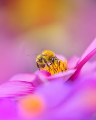 Een Klein Bijtje in de Bloem