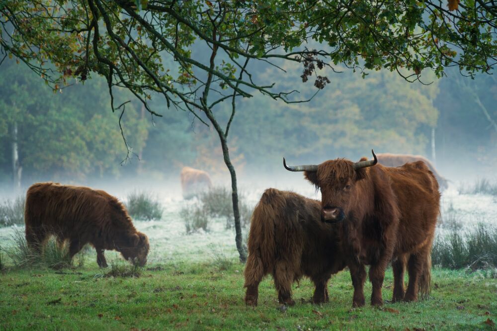 Schotse Hooglanders in het bos