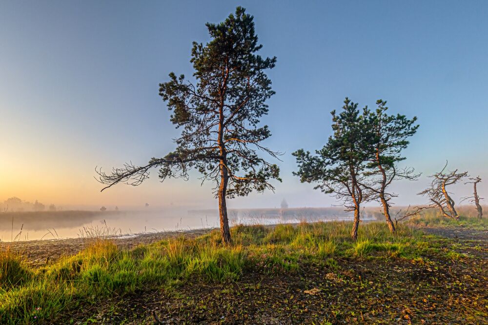 Calm morning at the moors of Kalmhoutse heide