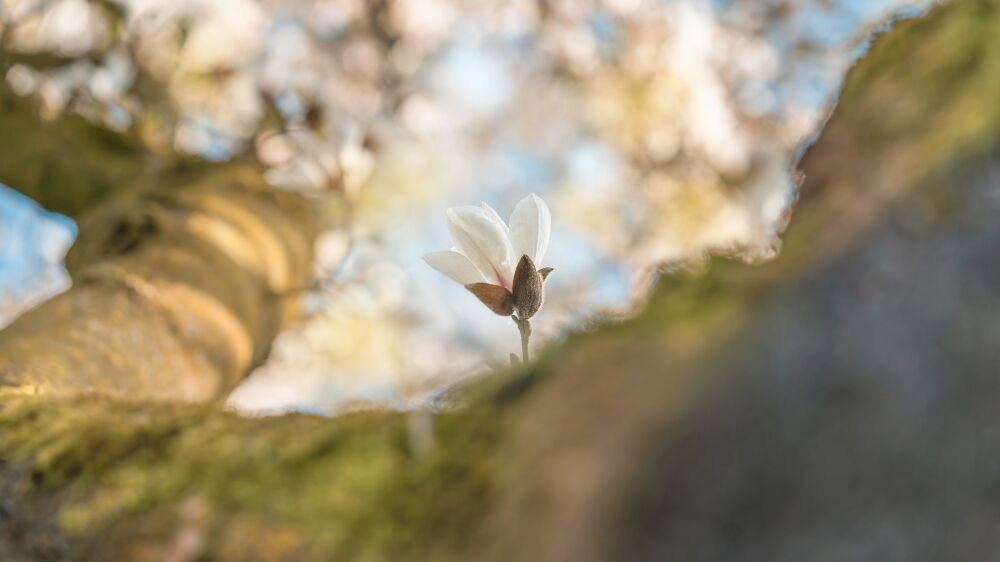 Magnolia in Volle Bloei