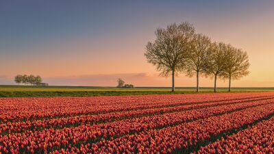 Rijen Tulpen in de Polders van de Provincie Groningen