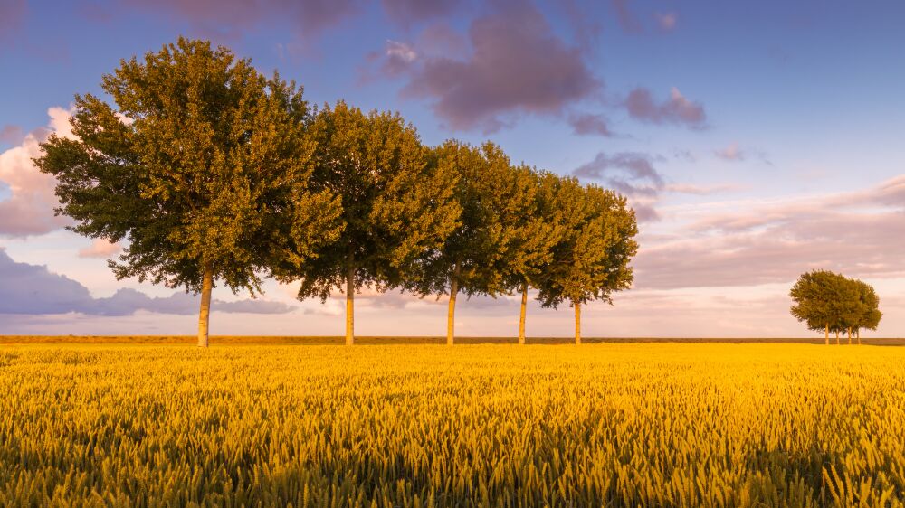 Bomen in de Johannes Kerkhovenpolder in Groningen