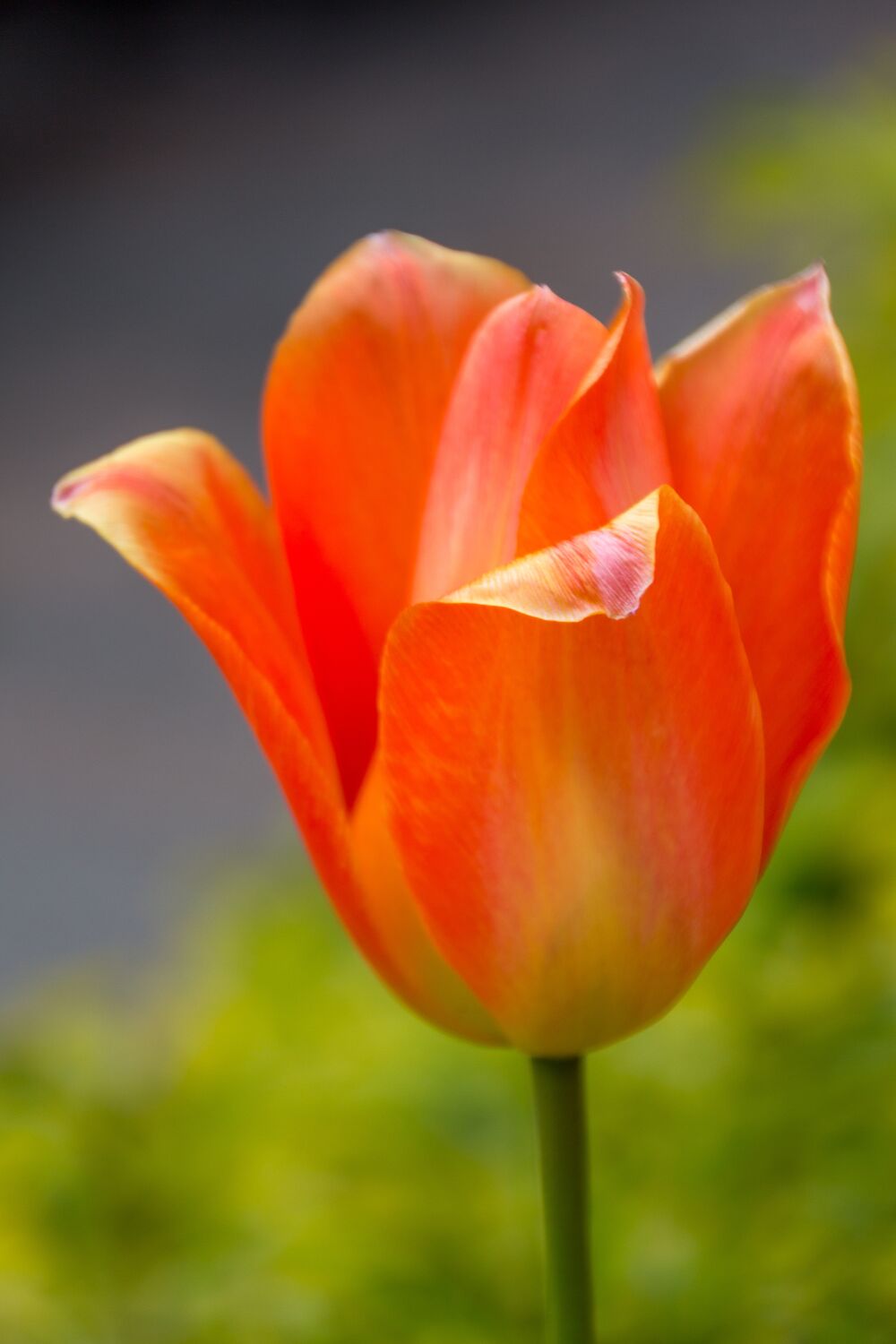 Open tulp