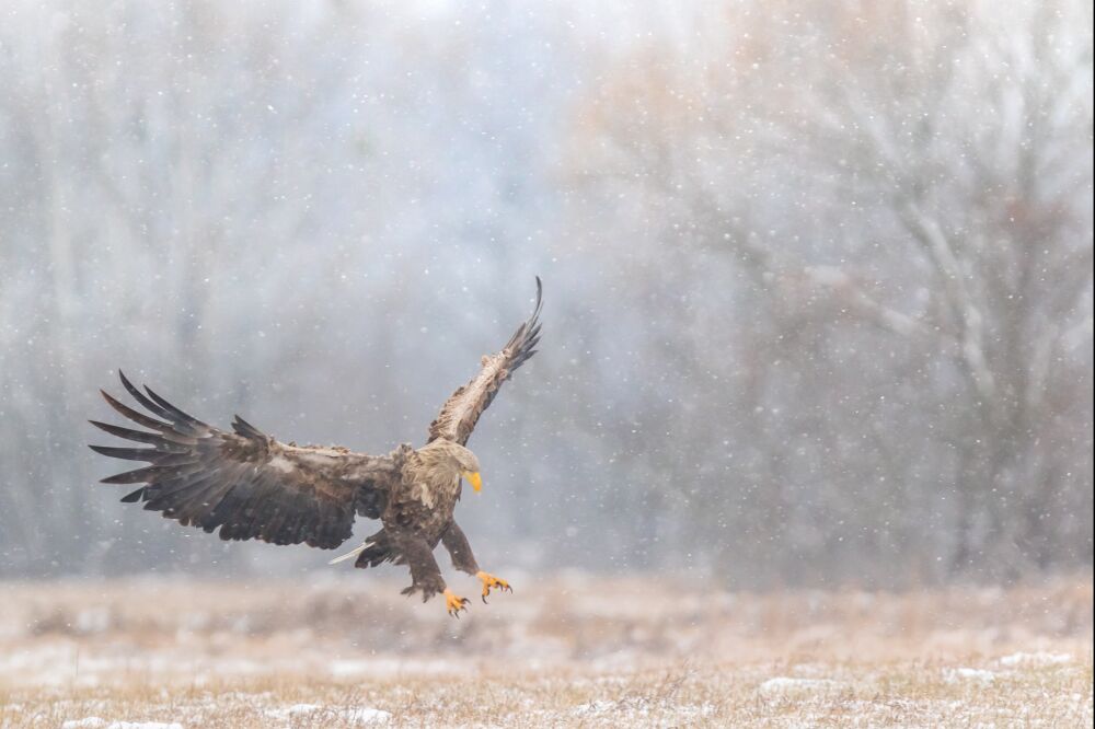 Zeearend in een sneeuwbui