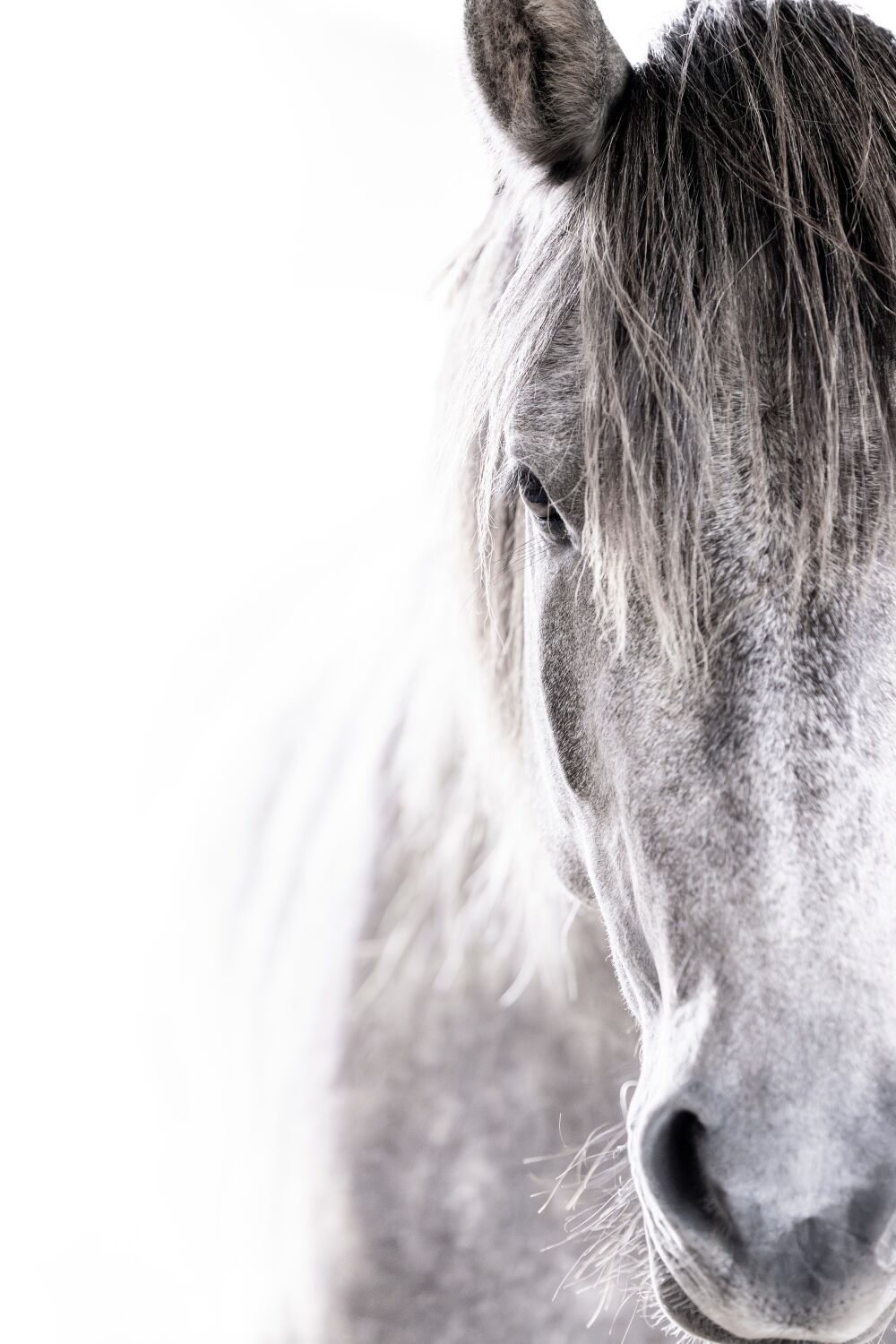 Verstilde Blik - Portret van een Grijs Paard