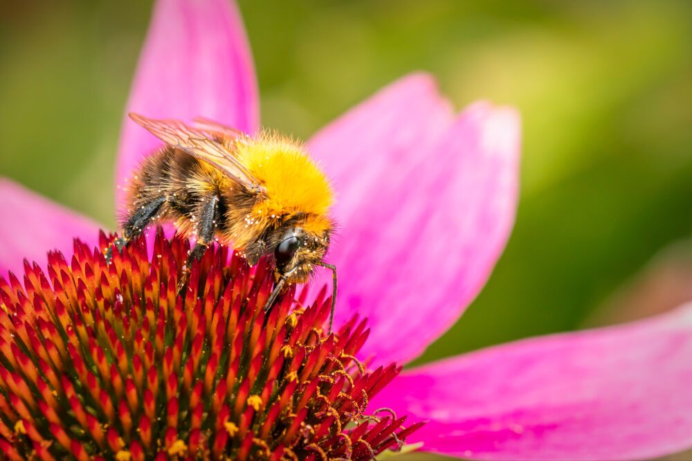 Bij op een bloem