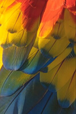 Palette of the Tropics Detail of Bird Feathers