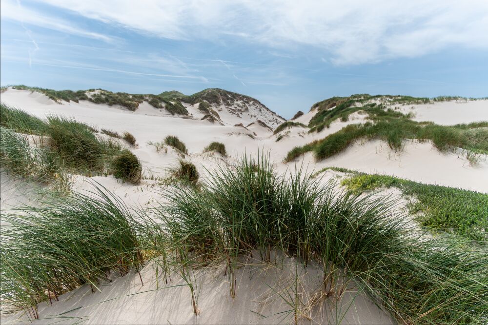 Duinen met stuifduinen tussen Egmond en Bergen