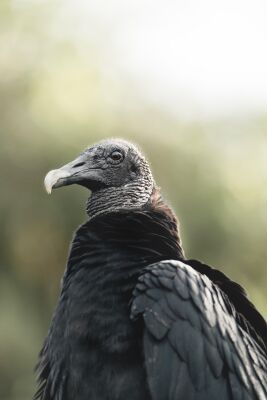 Mystieke Aanwezigheid van een Gier in Gedempt Licht