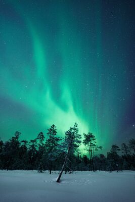 Noorderlicht met een boom