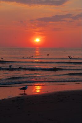 Zeemeeuwen op het strand van Texel bij zonsondergang