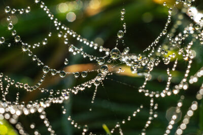 Spinnenweb met dauwdruppels