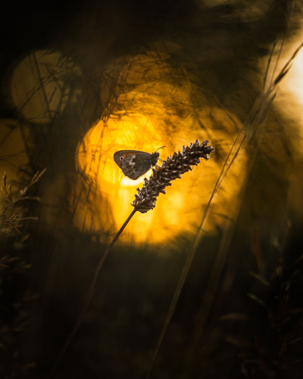 A butterfly in the golden light