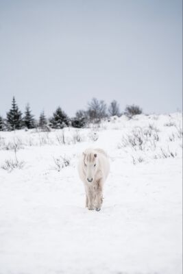 Winterse Rust - Witte IJslandse Pony in Sneeuwlandschap