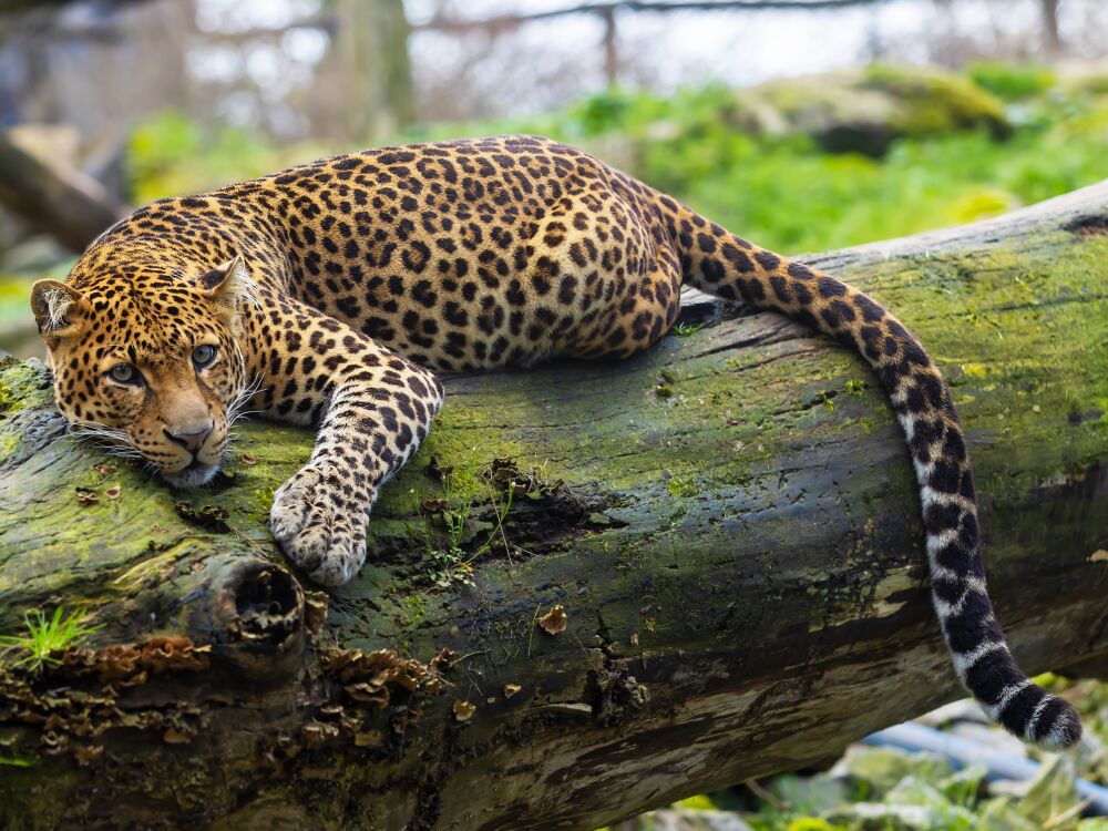 Javan Leopard