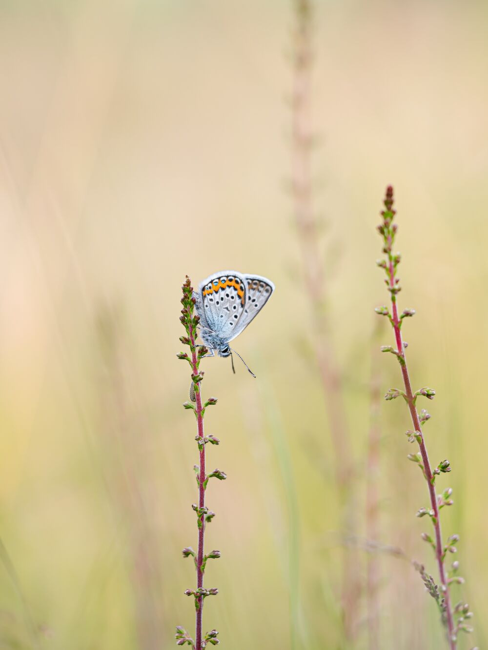 Vlinderpracht op de heide